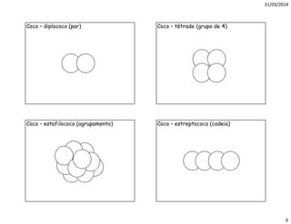 31/03/2014
6
Coco – diplococo (par) Coco – tétrade (grupo de 4)
Coco – estafilococo (agrupamento) Coco – estreptococo (cadeia)
 