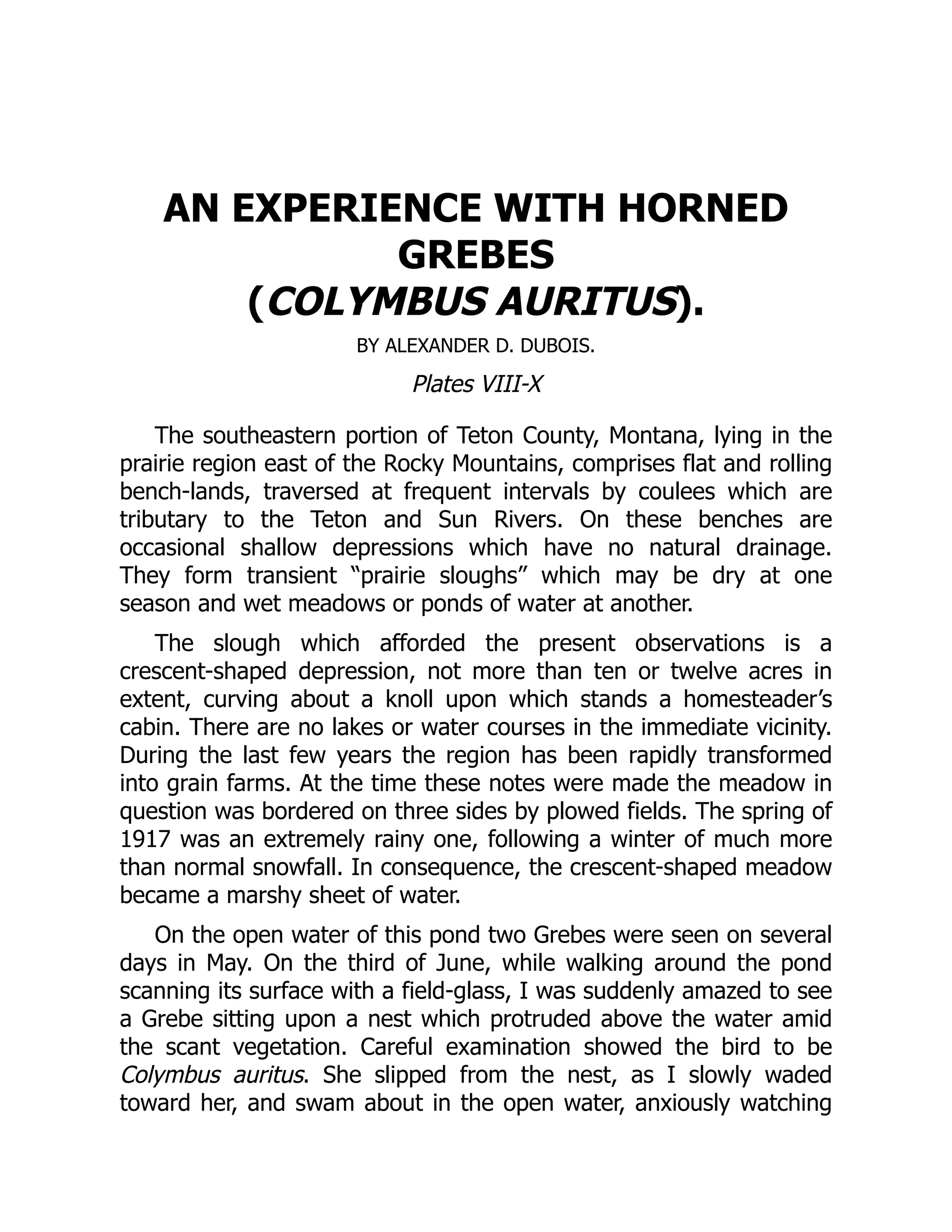AN EXPERIENCE WITH HORNED
GREBES
(COLYMBUS AURITUS).
BY ALEXANDER D. DUBOIS.
Plates VIII-X
The southeastern portion of Teton County, Montana, lying in the
prairie region east of the Rocky Mountains, comprises flat and rolling
bench-lands, traversed at frequent intervals by coulees which are
tributary to the Teton and Sun Rivers. On these benches are
occasional shallow depressions which have no natural drainage.
They form transient “prairie sloughs” which may be dry at one
season and wet meadows or ponds of water at another.
The slough which afforded the present observations is a
crescent-shaped depression, not more than ten or twelve acres in
extent, curving about a knoll upon which stands a homesteader’s
cabin. There are no lakes or water courses in the immediate vicinity.
During the last few years the region has been rapidly transformed
into grain farms. At the time these notes were made the meadow in
question was bordered on three sides by plowed fields. The spring of
1917 was an extremely rainy one, following a winter of much more
than normal snowfall. In consequence, the crescent-shaped meadow
became a marshy sheet of water.
On the open water of this pond two Grebes were seen on several
days in May. On the third of June, while walking around the pond
scanning its surface with a field-glass, I was suddenly amazed to see
a Grebe sitting upon a nest which protruded above the water amid
the scant vegetation. Careful examination showed the bird to be
Colymbus auritus. She slipped from the nest, as I slowly waded
toward her, and swam about in the open water, anxiously watching
 
