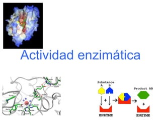 Actividad enzimática
 