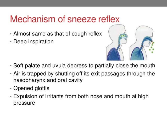 cough reflex vs gag reflex nerve cough reflex vs gag reflex nerve