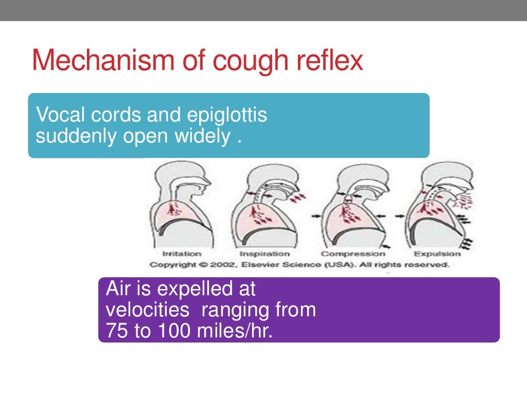 Mechanism of cough and sneeze reflex