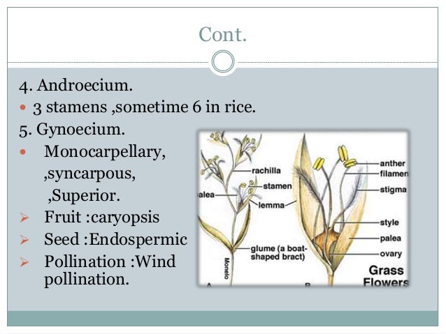 poaceae diagram of poaceae family floral 