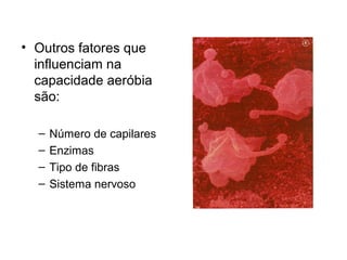 • Outros fatores que
influenciam na
capacidade aeróbia
são:
– Número de capilares
– Enzimas
– Tipo de fibras
– Sistema nervoso
 