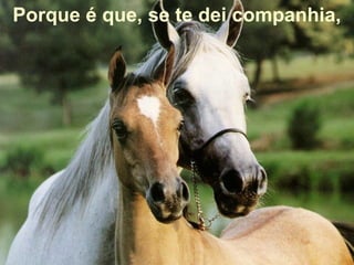 Porque é que, se te dei companhia,
 