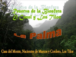 Reserva de la Biosfera El Canal y Los Tilos La Palma Casa del Monte, Nacientes de Marcos y Cordero, Los Tilos 