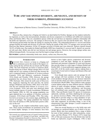 TUBE AND VASE SPONGE DIVERSITY, ABUNDANCE, AND DENSITY OF
THEIR SYMBIONT, OPHIOTHRIX SUENSONII
Tiffany M. Beheler
Department of Marine Science, Coastal Carolina University, PO Box 261954, Conway, SC 29526
ABSTRACT
Discovery Bay, Jamaica has a fringing reef which is an ideal habitat for Porifera. Sponges are the simplest multicellu-
lar organisms, as well as the most prominent, abundant, and diverse component in a Caribbean sub-rubble reef community
(Diaz and Rutzler 2001). They are a foundation species within the reef and have an important symbiotic relationship with
the brittle star Ophiothrix suensonii. The sponges in Discovery Bay are crucial to the reef and the brittle stars. They pro-
vide housing and the brittle star helps the sponge by cleaning the surface. The relationship between O. suesonii and marine
sponges benefits the health and diversity of coral reefs. During the month of May 2014, 125 sponges were surveyed at the
Discovery Bay Marine Laboratory. Of the 125 sponges surveyed, 43 brittle stars were observed. Niphates digitalis housed
30.23% of brittle stars. Past studies by Henkel and Pawlik (2005) have found that O. suensonii and N. digitalis are associat-
ed with each other. Brittle stars did not vary between site and sponge species. However, the average sponge surface area
differed intraspecifically. Xestospongia muta had the largest average surface area.
KEYWORDS: symbiotic relationship, brittle stars, density, surface area, Discovery Bay
This research was conducted as part of Coastal Carolina Universi-
ty’s classes MSCI 477, Ecology of Coral Reefs, and MSCI 499,
Directed Undergraduate Research in Discovery Bay, Jamaica, 14
–31 May 2014. Contact e-mail: tmbehele@coastal.edu
INTRODUCTION
DISCOVERY BAY, JAMAICA is home to a fringing reef
that is continuous across the mouth of the lagoon vir-
tually cutting the bay off from the sea (Gayle and Woodley
1998). The reefs found here are home to numerous phyla,
Porifera being one of them. Marine sponges thrive on coral
rubble and are very common in Discovery Bay because the
reef is composed mainly of skeletons of Acropora palmata
(Lamarck, 1816) and Millepora complanata (Lamarck,
1816) (Gayle and Woodley 1998). However, the sponge
population has not always been diverse and abundant. In
1980, Hurricane Allen struck the north coast of Discovery
Bay, negatively impacting the reefs and thus, the marine
sponges (Wilkinson and Cheshire 1988). Prior to the hurri-
cane the reef contained dense thickets of Acropora cervi-
cornis (Lamarck, 1816), and some were destroyed which
buried multiple species of sessile invertebrates (Wilkinson
and Cheshire 1988). In 1983, the sponge population was
again depleted due to an epidemic of Diadema antillarum
(Lamarck, 1814) (Gayle and Woodley 1998). This reduc-
tion led to an increase in non-crustose algae, prohibiting the
success of sponges. The sponge population has bounced
back since the decline in 1980, and has had a positive influ-
ence on the reef.
Sponges are the simplest multicellular marine organ-
isms. These sessile invertebrates are prominent on the reef
at various depths. Sponges, in some instances, have been
known to have higher species composition and diversity
compared to coral and algae. Sponges are an important
functional and structural component of coral reefs because
they provide refuge to a wide range of infauna (Henkel and
Pawlik 2005). A recent publication suggested sponges com-
prise 60% of all the sessile cryptic species making them a
crucial part of coral reefs in Curaçao and Bonaire (Diaz and
Rutzler 2001).
Even though many species seek out sponges for ref-
uge; sponges still have predators of their own. Sponges
avoid predation through physical and chemical deterrents
such as spicules which can work in conjunction with chem-
ical deterrents (Wulff 2006). These defenses make sponges
a prime habitat refuge for many different species. Different
species of small, secondary sponges, crustaceans, cnidari-
ans, echinoderms, molluscs, polychaetes, and bryozoans
have all exhibited some association with sponges (Wulff
2006). Diaz and Rutzler found 192 species of crustaceans,
ophiuroids, mollusks, and fishes inhabiting the reef spong-
es, Aplysina lacunosa (Pallas, 1766) and Aplysina archeri.
Being able to provide refuge to a large abundance of spe-
cies ensures diversity among the reef. Their association
with other organisms, by providing refuge, is one of the
characteristics that make sponges a crucial component of
coral reefs (Bell 2008).
There are several theories as to why brittle stars seek
out sponges as a preferred habitat, one of which is for pro-
tection. Brittle stars have predators from a range of phyla
but most of their predators are other echinoderms, crusta-
ceans, and fish (Warner 1971). Warner (1971) found that
39% of fish and crustaceans from the British Isles had the
brittle star Ophiothrix fragilis (Abildgard, 1789) in their
KORALLION. VOL 5. 2014 19
 
