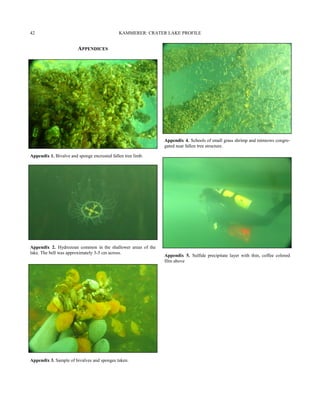 Appendix 1. Bivalve and sponge encrusted fallen tree limb.
Appendix 2. Hydrozoan common in the shallower areas of the
lake. The bell was approximately 3-5 cm across.
Appendix 3. Sample of bivalves and sponges taken.
Appendix 4. Schools of small grass shrimp and minnows congre-
gated near fallen tree structure.
APPENDICES
Appendix 5. Sulfide precipitate layer with thin, coffee colored
film above
KAMMERER: CRATER LAKE PROFILE42
 