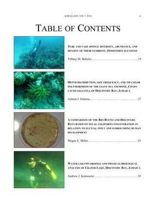 TUBE AND VASE SPONGE DIVERSITY, ABUNDANCE, AND
DENSITY OF THEIR SYMBIONT, OPHIOTHRIX SUENSONII
Tiffany M. Beheler…………………………………….…19
TABLE OF CONTENTS
DEPTH DISTRIBUTION, SIZE FREQUENCY, AND TIP COLOR
POLYMORPHISM OF THE GIANT SEA ANEMONE, CONDY-
LACTIS GIGANTEA, OF DISCOVERY BAY, JAMAICA
Ashton J. Galarno……………………………..…….……27
A COMPARISON OF THE RIO BUENO AND DISCOVERY
BAYS BASED ON FECAL COLIFORM CONCENTRATION IN
RELATION TO FLUVIAL INPUT AND SURROUNDING HUMAN
DEVELOPMENT
Megan E. Miller…..………………………..……….……35
WATER COLUMN PROFILE AND PHYSICAL/BIOLOGICAL
ANALYSIS OF CRATER LAKE, DISCOVERY BAY, JAMAICA
Andrew J. Kammerer..…………………….…..…………39
KORALLION. VOL 5. 2014 vii
 