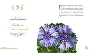 12
P
ossui uma afinidade incrível com os olhos, sendo real-
mente útil para vista cansada, dolorida ou inflamada.
Útil para problemas oculares, como terçol e conjunti-
vite. O famoso colírio francês “Eau de Casselunettes” era fei-
to de Hidrolato de Centáurea. Pode-se aplicar diretamente
nos olhos ou em um algodão que será colocado por cima das
pálpebras. É adequado para todos os tipos de pele, especial-
mente pele sensível e seca. Tem um delicado aroma doce
herbal.
Centáurea
(Centaurea cyanus)
09
Hidrolatos
 