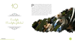 13
P
ossui aroma semelhante ao óleo, mas não tão canfo-
rado. É a primeira escolha para problemas respirató-
rios: tosse, resfriado e infecção pulmonar. Ótimo para
gargarejos e como enxaguante bucal. Internamente, tome 1
colher de chá para gripes e resfriados. Pode ser usado em va-
porizações, combinado com outros Óleos Essenciais. Possui
efeito antioxidante em seu uso interno ou tópico. Fortalece
a imunidade, pode ser usado por terapeutas que estão em
contato com pessoas doentes. Estimula a mente e o corpo e
pode ser usado quando está se sentindo cansado.
Eucalipto
(Eucaliptus globulus)
10
Hidrolatos
 