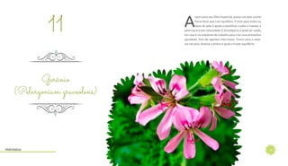 14
A
ssim como seu Óleo Essencial, possui um belo aroma
floral doce que traz equilíbrio. É bom para todos os
tipos de pele e ajuda a equilibrar o sebo e manter a
pele macia e sem oleosidade. É antisséptico e pode ser usado
em casa e no ambiente de trabalho para criar uma atmosfera
agradável, livre de agentes infecciosos. Tonico para o siste-
ma nervoso, levanta o ânimo e ajuda a trazer equilíbrio.
Gerânio
(Pelargonium graveolens)
11
Hidrolatos
 