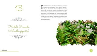 16
E
xcelente tônico da pele, útil para refrescá-la quando o
clima estiver muito quente, ótimo também para bor-
rifar nos pés cansados. Use para refrescar seu rosto
quando viaja, pois também irá evitar enjoos. Excelente para
usar nos ferros a vapor quando for passar roupas e lençóis,
deixando um aroma agradável. Bem refrescante, é útil para
pele queimada do Sol, coceira, psoríase e eczema. Hortelã Pi-
menta é um tônico digestivo renomado e o Hidrolato pode
ser usado internamente, adicionado aos chás ou puro em pe-
quenas quantidades.
Hortelã Pimenta
(Mentha piperita)
13
Hidrolatos
 