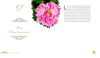 20
L
impa e tonifica suavemente todos os tipos de pele,
mantendo o equilíbrio do pH e estimulando o processo
de regeneração. Suas propriedades antibacterianas aju-
dam a combater a acne de forma bem gentil, em vez de um
tratamento áspero. Sabe-se que é útil no tratamento de to-
dos os tipos de dermatite. Tem um efeito calmante em casos
de queimaduras, além de nutrir e hidratara a pele. Também
oferece uma propriedade calmante para estados emocionais
e psicológicos desequilibrados. É considerado um leve seda-
tivo e antidepressivo. É usado na culinária da Índia, Turquia
e Marrocos e durante os milênios em cerimônias religiosas.
Rosa
(Rosa damascena)
17
Hidrolatos
 