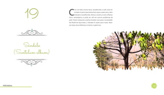 22
C
om um belo aroma doce, amadeirado e sutil, este Hi-
drolato é particularmente bom para a pele seca, desi-
dratada e envelhecida. Alivia a coceira, é anti-inflama-
tório, antisséptico e pode ser útil em outros problemas de
pele. Muito relaxante, acalma tensões nervosas e ansiedade.
Na Medicina Ayurveda, o Sândalo é usado para tratar diver-
sos tipos de problemas urinários e gástricos.
19
Sândalo
(Santalum album)
Hidrolatos
 