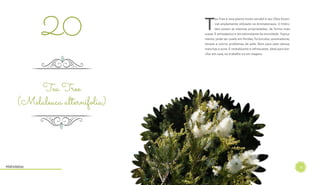 23
T
ea Tree é uma planta muito versátil e seu Óleo Essen-
cial amplamente utilizado na Aromaterapia. O Hidro-
lato possui as mesmas propriedades, de forma mais
suave. É antisséptico e um estimulante da imunidade. Topica-
mente, pode ser usado em feridas, furúnculos, queimaduras,
herpes e outros problemas de pele. Bom para pele oleosa,
manchas e acne. É revitalizante e refrescante, ideal para bor-
rifar em casa, no trabalho ou em viagens.
Tea Tree
(Melaleuca alternifolia)
20
Hidrolatos
 