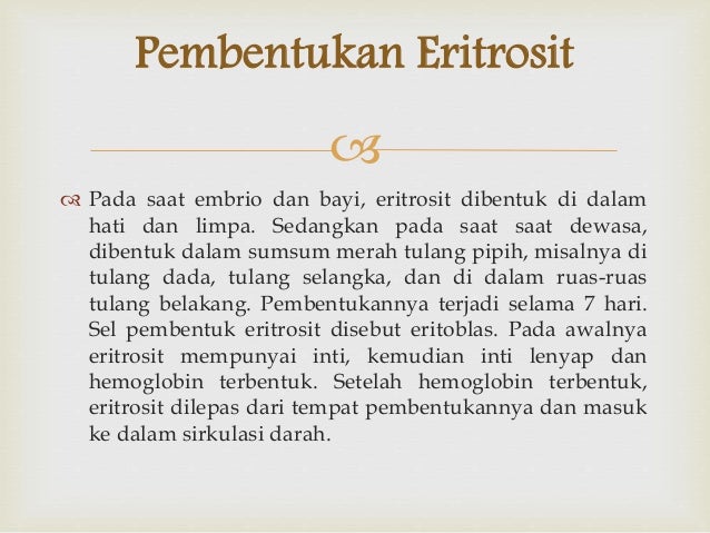 Sel Darah Merah Pada Embrio Dibentuk Dalam Seputar Bentuk