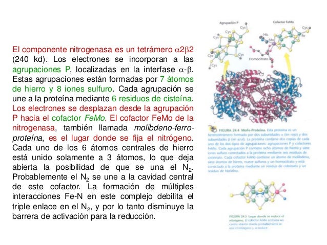 Estilo de vida con metabolismo anabolismo y catabolismo