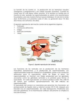 La función de los ovarios es la producción de las hormonas sexuales 
(estrógenos y progesterona) y las células sexuales (ovocitos). Cuando las 
cerda esta en celo libera varios ovocitos. Si la hembra es servida por el 
macho en este periodo, los espermatozoides se unirán a los ovocitos para 
fecundarlos y de esta manera formar nuevos individuos. El celo de la cerda 
dura 36-48 horas y se presenta cada 21 días. La gestación dura 114 días 
(tres meses, tres semanas, tres días). 
El aparato reproductor del macho consta de los siguientes órganos: 
² Testículos 
² Conductos deferentes 
² Vejiga 
² Vesículas seminales 
² Pene 
Las funciones de los testículos son la producción de las hormonas 
masculinas (testosterona), y la producción de espermatozoides. Los 
espermatozoides luego de madurar en el epidídimo, pasan a los conductos 
deferentes para su eyaculación. Antes de llegar al pene, los 
espermatozoides se mezclan con fluidos producidos por las glándulas 
accesorias como las glándulas seminales y la próstata para formar el 
eyaculado. En cada eyaculación, un verraco produce entre 150 y 500 ml 
de semen, que contiene aproximadamente 100, 000 millones de 
espermatozoides. 
El eyaculado del verraco se caracteriza por presentar tres fracciones: un 
preeyaculado de líquido claro y volumen escaso (10-15 ml), después una 
fracción rica en espermatozoides de color blanquecina. Finalmente una 
fracción gelatinosa. En la inseminación artificial, únicamente se emplea la 
fracción lechosa. 
10 
Figura 3. Aparato reproductor del verraco 
 