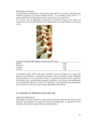 Glándulas mamarias 
Las glándulas mamarias se encuentran ubicadas en machos y hembras de 
manera paralela a la línea media ventral, y su número varía entre 6 – 7 
pares, siendo las más productivas las ubicadas cerca del tórax. 
La función de las glándulas mamarias es proveer leche a las crías. La 
estructura y el funcionamiento de las glándulas son muy similares a las de la 
vaca. 
La hembra debe tener una ubre simétrica con un mínimo de 7 pares de 
pezones funcionales. Cuando los pezones de las hembras están dirigidos 
hacia adentro en vez de hacia fuera, no pueden secretar leche (pezones 
invertidos). Esta característica puede trasmitirse a las futuras generaciones. 
Se recomienda eliminar tanto a las hembras a las hembras que presentes 
este defecto, como a las que tienen glándulas asimétricas. 
IV. SISTEMAS DE PRODUCCION PORCINA 
OBJETIVO ESPECIFICO: 
Al finalizar el tema el alumno conocerá los diversos sistemas de producción 
porcina que operan en el país así como su integración en general con la 
cadena de insumos requeridos por esta industria. 
11 
Cuadro 3. Composición química de la leche de cerda 
Grasa 
Proteínas 
Lactosa 
Cenizas 
6.8% 
6.2% 
4-0% 
1.0% 
 