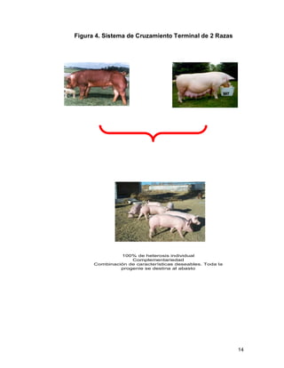 14 
Figura 4. Sistema de Cruzamiento Terminal de 2 Razas 
100% de heterosis individual 
Complementariedad 
Combinación de características deseables. Toda la 
progenie se destina al abasto 
 