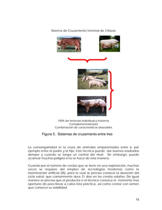 15 
Sistema de Cruzamiento Terminal de 3 Razas 
100% de heterosis individual y materna 
Complementariedad 
Combinación de características deseables 
Figura 5. Sistemas de cruzamiento entre tres 
razas 
La consanguinidad es la cruza de animales emparentados entre si, por 
ejemplo entre el padre y la hija. Esta técnica puede dar buenos resultados 
siempre y cuando se tenga un control del nivel. Sin embargo, puede 
acarrear muchos peligros si no se hace de esta manera. 
Cuando por el número de cerdas que se tiene en una explotación, muchas 
veces se requiere del empleo de tecnologías modernas como la 
inseminación artificial (IA), para lo cual se precisa conocer la duración del 
ciclo estral, que comúnmente dura 21 días en las cerdas adultas. De igual 
manera se precisa que el productor o el técnico conozca el momento mas 
oportuno de para llevar a cabo ésta práctica, así como contar con semen 
que conserve su viabilidad. 
 