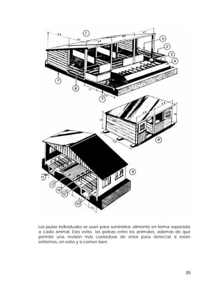 Las jaulas individuales se usan para suministrar alimento en forma separada 
a cada animal. Esto evita las peleas entre los animales, además de que 
permite una revisión más cuidadosa de éstos para detectar si están 
enfermos, en estro y si comen bien. 
20 
 