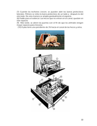 (7) Cuando los lechones crecen, se pueden abrir las barras protectoras 
laterales. Primero se retira la barra protectora de un lado y después la del 
otro lado. De esta manera se amplía gradualmente el espacio. 
(8) Pasillo para el estiércol. Las heces que no entran en el canal, quedan en 
este espacio. 
(9) Más tarde, se abren las puertas con el fin de que los animales tengan 
mayor espacio para moverse. 
(10) El piso tiene una pendiente de 3% hacia el canal de las heces y orina. 
22 
 