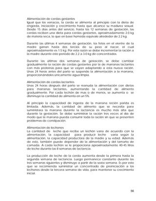 Alimentación de cerdas gestantes 
Igual que los verracos, la cerda se alimenta al principio con la dieta de 
engorda, iniciación y crecimiento hasta que alcance su madurez sexual. 
Desde 15 días antes del servicio, hasta los 12 semanas de gestación, las 
cerdas reciben una dieta para cerdas gestantes, aproximadamente 2.0 kg 
de materia seca, lo que en base húmeda equivale alrededor de 2.2 kg. 
Durante las últimas 4 semanas de gestación, los fetos en el vientre de la 
madre ganan hasta dos tercios de su peso al nacer, el cual 
aproximadamente es 1.5 kg. Por esta razón se debe incrementar la ración a 
la madre durante este periodo de 2.2 a 3.0 kg de concentrados. 
Durante las últimas dos semanas de gestación, se debe cambiar 
gradualmente la ración de cerdas gestantes por la de marranas lactantes 
con más proteínas para que se vayan adaptando a esta nueva ración. 
Unas 24 horas antes del parto se suspende la alimentación a la marrana, 
proporcionándoles únicamente agua limpia. 
Alimentación de cerdas lactantes 
Unas 24 horas después del parto se reanuda la alimentación con dietas 
para marranas lactantes, aumentando la cantidad de alimento 
gradualmente. Por cada lechón de mas o de menos, se aumenta o se 
disminuye la cantidad de alimento en un 5%. 
Al principio la capacidad de ingesta de la marrana recién parida es 
limitada. Además, la cantidad de alimento que se necesita para 
suministrara la marrana durante la lactancia es mucho más alta que 
durante la gestación. Se debe suministrar la ración tres veces al día de 
modo que la marrana pueda consumir toda la ración sin que se presenten 
problemas de constipación. 
Alimentación de lechones 
La cantidad de leche que recibe un lechón varía de acuerdo con la 
alimentación, la capacidad para producir leche varía según la 
alimentación, la capacidad productora de la madre y su edad. Además 
de esto, también puede depender de la alimentación y del tamaño de 
camada. A cada lechón se le proporciona aproximadamente 40-45 litros 
de leche durante las 8 semanas de lactancia. 
La producción de leche de la cerda aumenta desde la primera hasta la 
segunda semana de lactancia. Luego permanece constante durante las 
tres semanas siguientes y disminuye a partir de la sexta semana. Es por esto 
que se recomienda suministrar un concentrado de preiniciación a los 
lechones desde la tercera semana de vida, para mantener su crecimiento 
inicial. 
56 
 