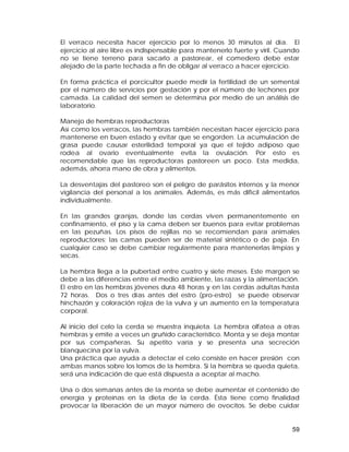 El verraco necesita hacer ejercicio por lo menos 30 minutos al día. El 
ejercicio al aire libre es indispensable para mantenerlo fuerte y viril. Cuando 
no se tiene terreno para sacarlo a pastorear, el comedero debe estar 
alejado de la parte techada a fin de obligar al verraco a hacer ejercicio. 
En forma práctica el porcicultor puede medir la fertilidad de un semental 
por el número de servicios por gestación y por el número de lechones por 
camada. La calidad del semen se determina por medio de un análisis de 
laboratorio. 
Manejo de hembras reproductoras 
Así como los verracos, las hembras también necesitan hacer ejercicio para 
mantenerse en buen estado y evitar que se engorden. La acumulación de 
grasa puede causar esterilidad temporal ya que el tejido adiposo que 
rodea al ovario eventualmente evita la ovulación. Por esto es 
recomendable que las reproductoras pastoreen un poco. Esta medida, 
además, ahorra mano de obra y alimentos. 
La desventajas del pastoreo son el peligro de parásitos internos y la menor 
vigilancia del personal a los animales. Además, es más difícil alimentarlos 
individualmente. 
En las grandes granjas, donde las cerdas viven permanentemente en 
confinamiento, el piso y la cama deben ser buenos para evitar problemas 
en las pezuñas. Los pisos de rejillas no se recomiendan para animales 
reproductores; las camas pueden ser de material sintético o de paja. En 
cualquier caso se debe cambiar regularmente para mantenerlas limpias y 
secas. 
La hembra llega a la pubertad entre cuatro y siete meses. Este margen se 
debe a las diferencias entre el medio ambiente, las razas y la alimentación. 
El estro en las hembras jóvenes dura 48 horas y en las cerdas adultas hasta 
72 horas. Dos o tres días antes del estro (pro-estro) se puede observar 
hinchazón y coloración rojiza de la vulva y un aumento en la temperatura 
corporal. 
Al inicio del celo la cerda se muestra inquieta. La hembra olfatea a otras 
hembras y emite a veces un gruñido característico. Monta y se deja montar 
por sus compañeras. Su apetito varía y se presenta una secreción 
blanquecina por la vulva. 
Una práctica que ayuda a detectar el celo consiste en hacer presión con 
ambas manos sobre los lomos de la hembra. Si la hembra se queda quieta, 
será una indicación de que está dispuesta a aceptar al macho. 
Una o dos semanas antes de la monta se debe aumentar el contenido de 
energía y proteínas en la dieta de la cerda. Ésta tiene como finalidad 
provocar la liberación de un mayor número de ovocitos. Se debe cuidar 
59 
 