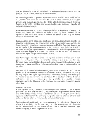 que el suministro extra de alimentos no continúe después de la monta 
porque puede producir la muerte de embriones. 
En hembras jóvenes, la primera monta se realiza a las 12 horas después de 
la aparición del estro. Se recomienda servir a estas hembras jóvenes por 
primera vez cuando pesan mas de 100 kg a los 8 meses de edad. De esta 
forma, se tendrán cerdas bien desarrolladas que puedan soportar el 
esfuerzo de la lactancia. 
Para asegurarse que la hembra quede gestante, se recomienda servirla dos 
veces. Las marranas primerizas se sirven a las 12 y alas 24 horas de la 
aparición del estro. Las hembras adultas se sirven a las 24 y 48 horas 
después del inicio del estro. 
Es aconsejable servir a la cerda dentro de los 8 días después del destete. En 
algunas explotaciones se acostumbra juntar al semental con un lote de 
hembras recién destetadas, por un periodo de 40 días. Con este sistema no 
es necesario vigilar continuamente a las hembras para detectar el estro. 
También da mayor seguridad en la cubrición de las hembras que presentan 
celo silencioso o poco aparente. De esta forma es factible que durante 
este tiempo queden gestantes el 95% de ellas. 
Las desventajas de este sistema son que se desconocen las fechas del 
parto y la vida productiva del semental se reduce por exceso de trabajo. 
También existe la posibilidad de que entren en celo varias hembras a la vez 
y que por incapacidad física del semental se deje pasar el estro de algunas 
de ellas. 
Después de la monta, las hembras regresan a sus corrales. A los 21 días se 
podrá ver si las hembras nuevamente entran en celo. Si esto no sucede y 
no hay ningún otro signo aparente de anormalidad, esto querrá decir que 
las hembras están nuevamente preñadas. Si es así, las hembras deberán 
colocarse en los corrales por su periodo de cuatro meses 
aproximadamente. Durante este periodo, los animales requieren poda 
atención. 
Manejo del parto 
El manejo del parto comienza antes de que esto suceda, pues se debe 
preparar con anticipación todo lo necesario para el parto del animal. Diez 
días antes del parto se aplica a la cerda la bacterina mixta polivalente. Esta 
ayuda a la formación de anticuerpos, que la hembra elimina a través del 
calostro, dando a la vez inmunidad a los futuros lechones. 
Nueve días antes del parto se prepara el corral de maternidad. El equipo y 
el corral se limpian y desinfectan. Luego se coloca una cama de 15 cm de 
espesor encima del piso del corral. No se coloca la cama alrededor del 
bebedero porque allí se moja con facilidad. 
60 
 
