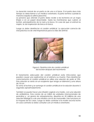 La duración normal de un parto es de una a 6 horas. Si el parto dura más 
tiempo se debe llamar a un médico veterinario. El parto termina cuando la 
marrana expulsa la última placenta. 
La persona que atiende el parto debe recibir a los lechones en un trapo 
limpio o en un papel desechable. Quita las membranas que cubren al 
lechón, principalmente de la nariz y la boca. En caso de que el animal no 
respire, se da respiración de boca en boca. 
Luego se debe desinfectar el cordón umbilical. La ejecución correcta de 
esta práctica es de vital importancia para la vida del animal. 
El tratamiento adecuado del cordón umbilical evita infecciones que 
pueden causar una septicemia en el animal y su muerte. Para desinfectar 
correctamente el cordón umbilical se utiliza una solución de yodo al 10%. 
Esta solución se vierte en un recipiente que tenga un diámetro y una altura 
de 10 cm. 
Se toma al lechón y se sumerge el cordón umbilical en la solución durante 5 
segundos aproximadamente. 
También se puede hacer una infusión vaginal a la madre, con una solución 
de antibióticos. Esta consta de un millón de unidades internacionales de 
penicilina y un gramo de estreptomicina, disueltas en 20 mililitros de una 
solución fisiológica o de una infusión con té de manzanilla. Esto funciona en 
la mayoría de los casos. Luego se debe controlar si la madre secreta leche 
en caso contrario se debe consultar con un médico veterinario. 
62 
Figura 6. Desinfección de cordón umbilical 
del lechón después del nacimiento 
 