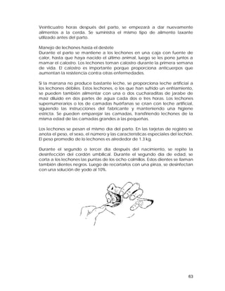 Veinticuatro horas después del parto, se empezará a dar nuevamente 
alimentos a la cerda. Se suministra el mismo tipo de alimento laxante 
utilizado antes del parto. 
Manejo de lechones hasta el destete 
Durante el parto se mantiene a los lechones en una caja con fuente de 
calor, hasta que haya nacido el último animal, luego se les pone juntos a 
mamar el calostro. Los lechones toman calostro durante la primera semana 
de vida. El calostro es importante porque proporciona anticuerpos que 
aumentan la resistencia contra otras enfermedades. 
Si la marrana no produce bastante leche, se proporciona leche artificial a 
los lechones débiles. Estos lechones, o los que han sufrido un enfriamiento, 
se pueden también alimentar con una o dos cucharaditas de jarabe de 
maíz diluido en dos partes de agua cada dos o tres horas. Los lechones 
supernumerarios o los de camadas huérfanas se crían con leche artificial, 
siguiendo las instrucciones del fabricante y manteniendo una higiene 
estricta. Se pueden emparejar las camadas, transfiriendo lechones de la 
misma edad de las camadas grandes a las pequeñas. 
Los lechones se pesan el mismo día del parto. En las tarjetas de registro se 
anota el peso, el sexo, el número y las características especiales del lechón. 
El peso promedio de lo lechones es alrededor de 1.3 kg. 
Durante el segundo o tercer día después del nacimiento, se repite la 
desinfección del cordón umbilical. Durante el segundo día de edad, se 
corta a los lechones las puntas de los ocho colmillos. Estos dientes se llaman 
también dientes negros. Luego de recortarlos con una pinza, se desinfectan 
con una solución de yodo al 10%. 
63 
 