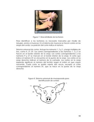 Para identificar a los lechones es necesario marcarlos por medio de 
tatuajes, aretes o muescas. En el sistema de muescas se hacen cortes en las 
orejas del cerdo. La posición del corte indica el número. 
Sistema universal de cortes. Incluye los números 1, 2 y 3 y luego múltiplos de 
tres, como 9, 27, 81. Los cortes correspondientes a los números 1, 2 y 3 se 
hacen en el borde exterior de la oreja. Los cortes correspondientes a los 
números 9 y 27 se marcan en el borde interior de la oreja. El corte que 
indica el número 81 se encuentra en la punta de la oreja. Los cortes en la 
oreja derecha indican el número de la camada. Los cortes en la oreja 
izquierda significan el número del lechón según el orden en que vayan 
naciendo. Cada corte se podrá repetir dos veces, excepto el corte 
correspondiente al número 81, que se hace en la punta de la oreja 
derecha. 
64 
Figura 7. Descolmillado de lechones 
Figura 8. Sistema universal de muesqueado para 
identificación de cerdos 
 