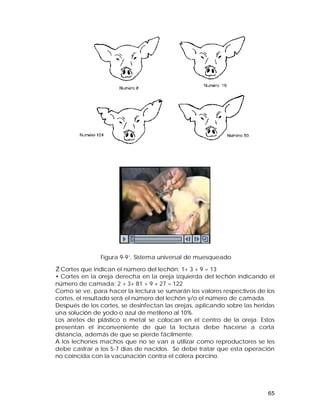 ŽCortes que indican el número del lechón: 1+ 3 + 9 = 13 
Cortes en la oreja derecha en la oreja izquierda del lechón indicando el 
número de camada: 2 + 3+ 81 + 9 + 27 = 122 
Como se ve, para hacer la lectura se sumarán los valores respectivos de los 
cortes, el resultado será el número del lechón y/o el número de camada. 
Después de los cortes, se desinfectan las orejas, aplicando sobre las heridas 
una solución de yodo o azul de metileno al 10%. 
Los aretes de plástico o metal se colocan en el centro de la oreja. Estos 
presentan el inconveniente de que la lectura debe hacerse a corta 
distancia, además de que se pierde fácilmente. 
A los lechones machos que no se van a utilizar como reproductores se les 
debe castrar a los 5-7 días de nacidos. Se debe tratar que esta operación 
no coincida con la vacunación contra el cólera porcino. 
65 
Figura 9-9’. Sistema universal de muesqueado 
 