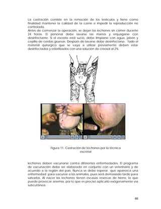 La castración consiste en la remoción de los testículos y tiene como 
finalidad mantener la calidad de la carne e impedir la reproducción no 
controlada. 
Antes de comenzar la operación, se dejan los lechones sin comer durante 
24 horas. El personal debe lavarse las manos y enjuagarse con 
desinfectante. Si el escroto está sucio, debe limpiarse con agua, jabón y 
cepillo de cerdas gruesas. Después de lavarse debe desinfectarse. Todo el 
material quirúrgico que se vaya a utilizar previamente deben estar 
desinfectados y esterilizados con una solución de creosol al 2%. 
lechones deben vacunarse contra diferentes enfermedades. El programa 
de vacunación debe ser elaborado en conjunto con un veterinario y de 
acuerdo a la región del país. Nunca se debe esperar que aparezca una 
enfermedad para vacunar a los animales, pues será demasiado tarde para 
salvarlos. Al nacer los lechones tienen escasas reservas de hierro, lo que 
puede provocar anemia, por lo que es preciso aplicarlo exógenamente vía 
subcutánea. 
66 
Figura 11. Castración de lechones por la técnica 
escrotal 
 