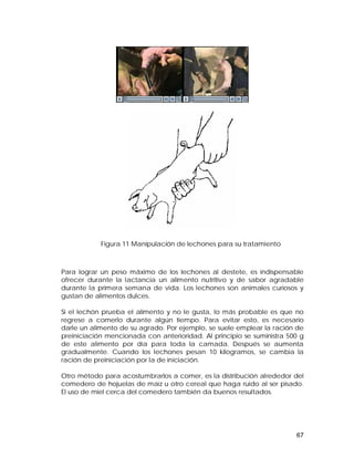 Para lograr un peso máximo de los lechones al destete, es indispensable 
ofrecer durante la lactancia un alimento nutritivo y de sabor agradable 
durante la primera semana de vida. Los lechones son animales curiosos y 
gustan de alimentos dulces. 
Si el lechón prueba el alimento y no le gusta, lo más probable es que no 
regrese a comerlo durante algún tiempo. Para evitar esto, es necesario 
darle un alimento de su agrado. Por ejemplo, se suele emplear la ración de 
preiniciación mencionada con anterioridad. Al principio se suministra 500 g 
de este alimento por día para toda la camada. Después se aumenta 
gradualmente. Cuando los lechones pesan 10 kilogramos, se cambia la 
ración de preiniciación por la de iniciación. 
Otro método para acostumbrarlos a comer, es la distribución alrededor del 
comedero de hojuelas de maíz u otro cereal que haga ruido al ser pisado. 
El uso de miel cerca del comedero también da buenos resultados. 
67 
Figura 11 Manipulación de lechones para su tratamiento 
 