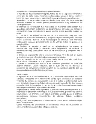 Se conocen 5 formas diferentes de la enfermedad: 
a) Aguda: es de presentación rápida, fiebre de 41° C., aparecen manchas 
en la piel de color rojizo, iniciando en las orejas, luego el dorso, vientre y 
jamones, estas manchas son aspecto rómbico y sus bordes son elevados. 
Su periodo de incubación es promedio de 4 a 6 días, afecta a todos los 
animales mayores de 3 meses, puede presentar diarrea, tos y mueren en 5 a 
7 días posteriores. 
b) Crónica: las lesiones son más marcadas, las manchas en la piel son más 
grandes y comienzan a ulcerarse y a desprenderse, por lo que las heridas se 
contaminan, hay necrosis de la punta de las orejas, pérdida masiva de 
peso. 
c) Cardiaca: es consecuencia de las dos anteriores, hay dificultad 
respiratoria, trastornos circulatorios, adoptan la posición de perro sentado, 
fiebre, anorexia, diarrea. A la necroscopia se observa una marcada 
endocarditis valvular principalmente en la válvula mitral; se produce la 
muerte súbita. 
d) Artrítica: se localiza a nivel de las articulaciones, las cuales se 
tumefactan, hay dolor y dificultad para desplazarse, al avanzar la 
enfermedad hay destrucción total de la articulación y anquilosis de la 
misma. 
e) Cutánea: se presenta solo la lesión en rombos a nivel de piel, las cuales 
se contaminan con infecciones bacterianas secundarias. 
Para su tratamiento se recomiendan productos a base de penicilinas, 
tetraciclinas, quinolonas de 2ª y 3ª generación. 
Cuando la enfermedad afecta a los animales gestantes se producen 
abortos masivos. Existen vacunas, por lo cual una vez se detecta el 
problema es conveniente iniciar un plan de vacunación acorde con las 
recomendaciones del médico veterinario. 
Salmonelosis 
El agente causal es la Salmonella suis , la cual afecta los lechones hasta los 
6 meses. Se localiza en el intestino del cerdo y por situaciones de estrés se 
virulenta. Su periodo de incubación es de 3 a 5 días; la enfermedad cursa 
con decaimiento general, fiebre, diarrea de color amarillento, tos, lesiones 
en piel a nivel de las orejas, dorso, pecho y vientre, las manchas en la piel 
son pequeñas similares a picaduras de alfiler. 
Se presenta la forma sobre-aguda la cual causa la muerte repentina; a la 
necropsia se observan hemorragias a nivel del intestino, peritoneo y lesiones 
neumónicas. En animales con edad avanzada puede pasar a crónica, 
presentando periodos intermitentes de diarrea, fiebre, temblores 
musculares. 
En algunos casos se presenta la atrofia de las orejas, estenosis intestinal por 
daño en la mucosa. 
Como medidas de prevención se recomienda evitar las situaciones de 
estrés, mantener una sanidad e higiene estricta. 
75 
 
