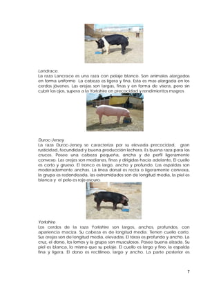 Landrace. 
La raza Lancrace es una raza con pelaje blanco. Son animales alargados 
en forma uniforme La cabeza es ligera y fina. Esta es mas alargada en los 
cerdos jóvenes. Las orejas son largas, finas y en forma de visera, pero sin 
cubrir los ojos, supera a la Yorkshire en precocidad y rendimientos magros 
7 
. 
Duroc-Jersey 
La raza Duroc-Jersey se caracteriza por su elevada precocidad, gran 
rusticidad, fecundidad y buena producción lechera. Es buena raza para los 
cruces. Posee una cabeza pequeña, ancha y de perfil ligeramente 
convexo. Las orejas son medianas, finas y dirigidas hacia adelante, El cuello 
es corto y grueso. El tronco es largo, ancho y profundo. Las espaldas son 
moderadamente anchas. La línea dorsal es recta o ligeramente convexa, 
la grupa es redondeada, las extremidades son de longitud media, la piel es 
blanca y el pelo es rojo oscuro. 
Yorkshire 
Los cerdos de la raza Yorkshire son largos, anchos, profundos, con 
apariencia maciza. Su cabeza es de longitud media. Tienen cuello corto. 
Sus orejas son de longitud media, elevadas. El tórax es profundo y ancho. La 
cruz, el dorso, los lomos y la grupa son musculosos. Posee buena alzada. Su 
piel es blanca, lo mismo que su pelaje. El cuello es largo y fino, la espalda 
fina y ligera. El dorso es rectilíneo, largo y ancho. La parte posterior es 
 