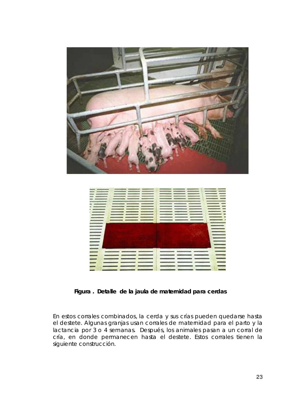 14960672 Manual de produccion cerdos