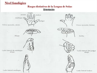 Orientación
Nivel fonológico
Rasgos distintivos de la Lengua de Señas
 