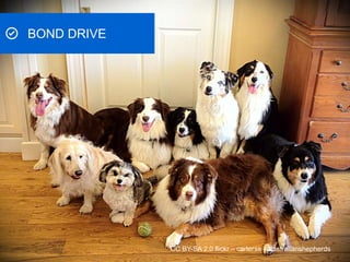 CC BY-SA 2.0 flickr – carterse – australianshepherds
BOND DRIVE
 