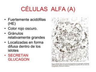 CÉLULAS ALFA (A)
• Fuertemente acidófilas
(HE)
• Color rojo oscuro.
• Gránulos
relativamente grandes
• Localizadas en forma
difusa dentro de los
islotes
• SECRETAN
GLUCAGON
 