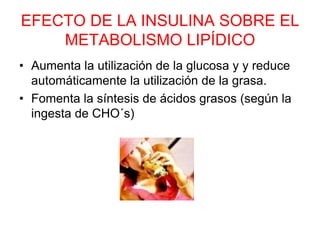 EFECTO DE LA INSULINA SOBRE EL
METABOLISMO LIPÍDICO
• Aumenta la utilización de la glucosa y y reduce
automáticamente la utilización de la grasa.
• Fomenta la síntesis de ácidos grasos (según la
ingesta de CHO´s)
 