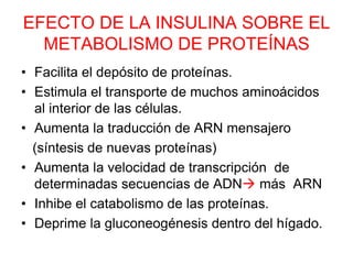 EFECTO DE LA INSULINA SOBRE EL
METABOLISMO DE PROTEÍNAS
• Facilita el depósito de proteínas.
• Estimula el transporte de muchos aminoácidos
al interior de las células.
• Aumenta la traducción de ARN mensajero
(síntesis de nuevas proteínas)
• Aumenta la velocidad de transcripción de
determinadas secuencias de ADN más ARN
• Inhibe el catabolismo de las proteínas.
• Deprime la gluconeogénesis dentro del hígado.
 