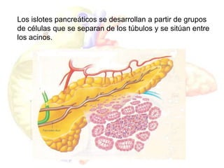 Los islotes pancreáticos se desarrollan a partir de grupos
de células que se separan de los túbulos y se sitúan entre
los acinos.
 