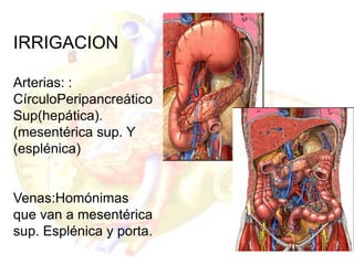 IRRIGACION
Arterias: :
CírculoPeripancreático
Sup(hepática).
(mesentérica sup. Y
(esplénica)
Venas:Homónimas
que van a mesentérica
sup. Esplénica y porta.
 