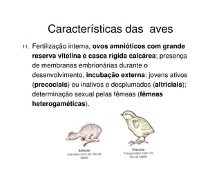 Características das aves
11. Fertilização interna, ovos amnióticos com grande
reserva vitelina e casca rígida calcárea; presença
de membranas embrionárias durante o
desenvolvimento, incubação externa; jovens ativos
(precociais) ou inativos e desplumados (altriciais);
determinação sexual pelas fêmeas (fêmeas
heterogaméticas).
 