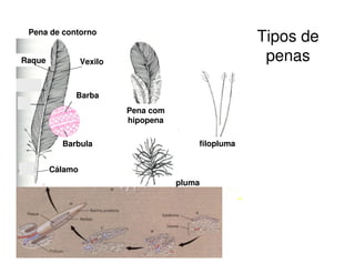 Tipos de
penas
Barba
Barbula
Cálamo
Vexilo
Raque
Pena de contorno
Pena com
hipopena
filopluma
pluma
 
