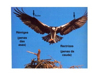 Rêmiges
(penas
das
asas) Rectrizes
(penas da
cauda)
Álulas
 
