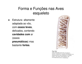 Forma e Funções nas Aves
esqueleto
Estrutura altamente
adaptada ao vôo,
com ossos leves,
delicados, contendo
cavidades com ar
(ossos
pneumáticos) mas
bastante fortes.
 